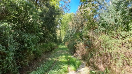 L'ACA impulsa la millora ecològica de les rieres de Calonge i dels Molins