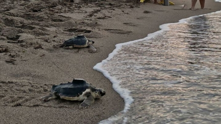 Alliberen set tortugues més del niu de la platja de Sa Riera