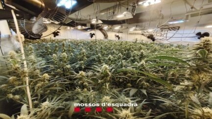 Desmantellen una plantació de marihuana a la Pera