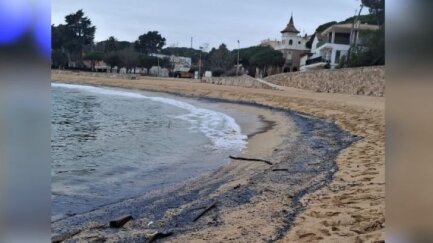 El litoral de Palamós s'omple de centenars d'exemplars d'una espècie similar a la medusa