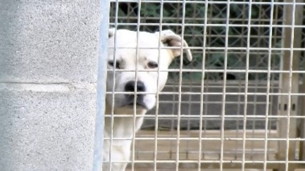 Els abandonaments de gossos PPP han augmentat durant el 2024 i costen més d'adoptar