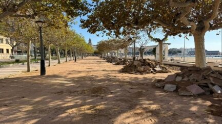 Junts reclama explicacions per la tala d’arbres al passeig del Mar a Palamós