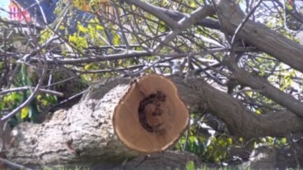 La tala d'arbres del Passeig del Mar genera debat entre veïns i l'ajuntament