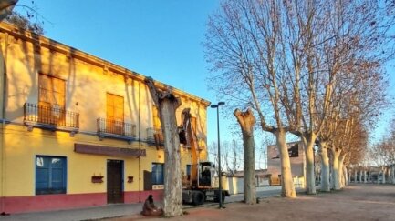 L’Ajuntament de la Bisbal ha iniciat la replantació d’arbres al passeig Marimon Asprer