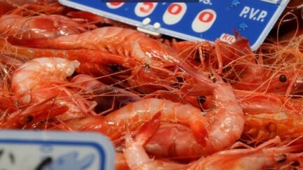 L'Estat accepta reobrir la pesca de gamba a compte de la quota del 2025