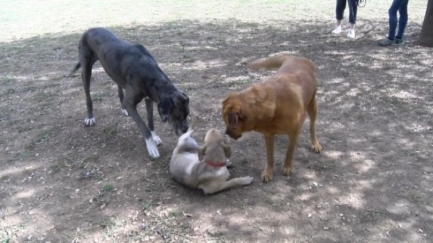 Una vintena de famílies participen en el taller d'educació canina de Forallac