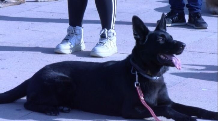 Èxit de la desfilada canina solidària de Galgos 112 a Platja d’Aro