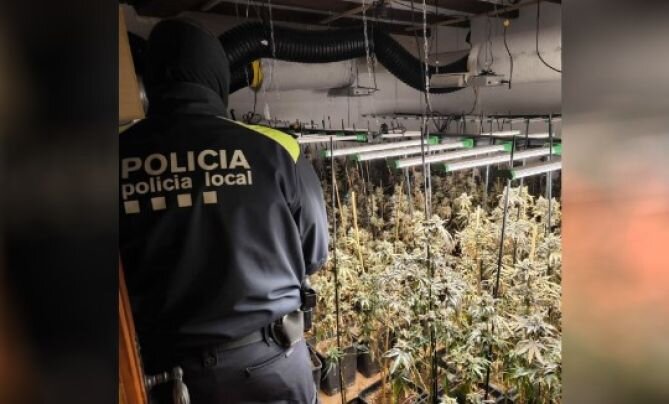 Desmantellen una plantació il·legal de marihuana a Santa Cristina d'Aro