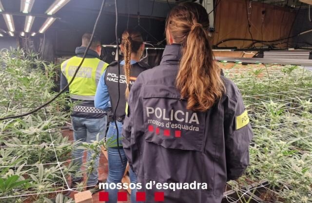 Els Mossos d'Esquadra troben 402 plantes de marihuana a Castell-Platja d'Aro i s'Agaró