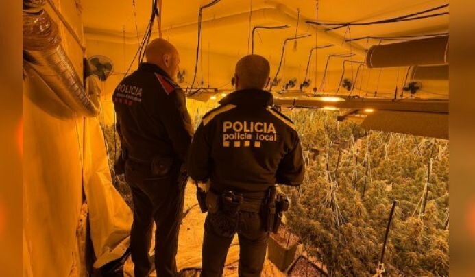 Els Mossos detenen un home que tenia 230 plantes de marihuana en una casa de dues plantes